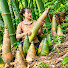 DVDTFJU-msg-channel-avatar-Tương Thị Mai 2