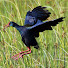 GdkpZH2UJvc-channel-avatar-Beracha Birding & Wildlife Safaris