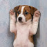 vI8p6-S6bj0-channel-avatar-Dogs My Life