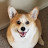 @Corgi_User