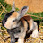 @fox_on_paws101