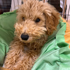 パパのチャンネル