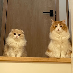 おかかときなこの暮らし"okakina_life"