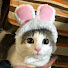 54lhpYrxLcU-channel-avatar-森猫おはぎ*ohagi*