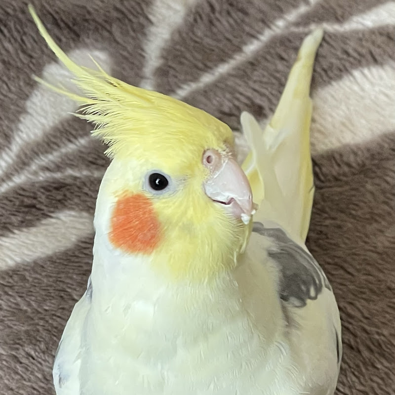 トシ