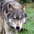 pkg12StmvAA-channel-avatar-GeodeTheWolf
