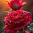 @raihanuddinsarkar4003