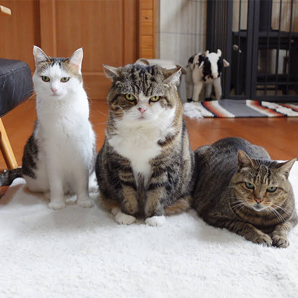 maruさま2032 Maru finally got angry at Japanese macaques. - YouTube