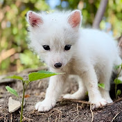 Cute Pet Trio