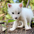 WrsnHhhS0Tc-channel-avatar-Cute Pet Trio