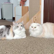 ココ猫ナッツ。
