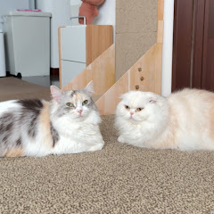 ココ猫ナッツ。