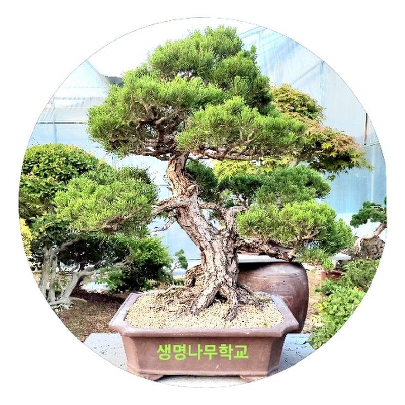 생명나무학교 Logo