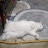 @ربطببجي-ك6ق