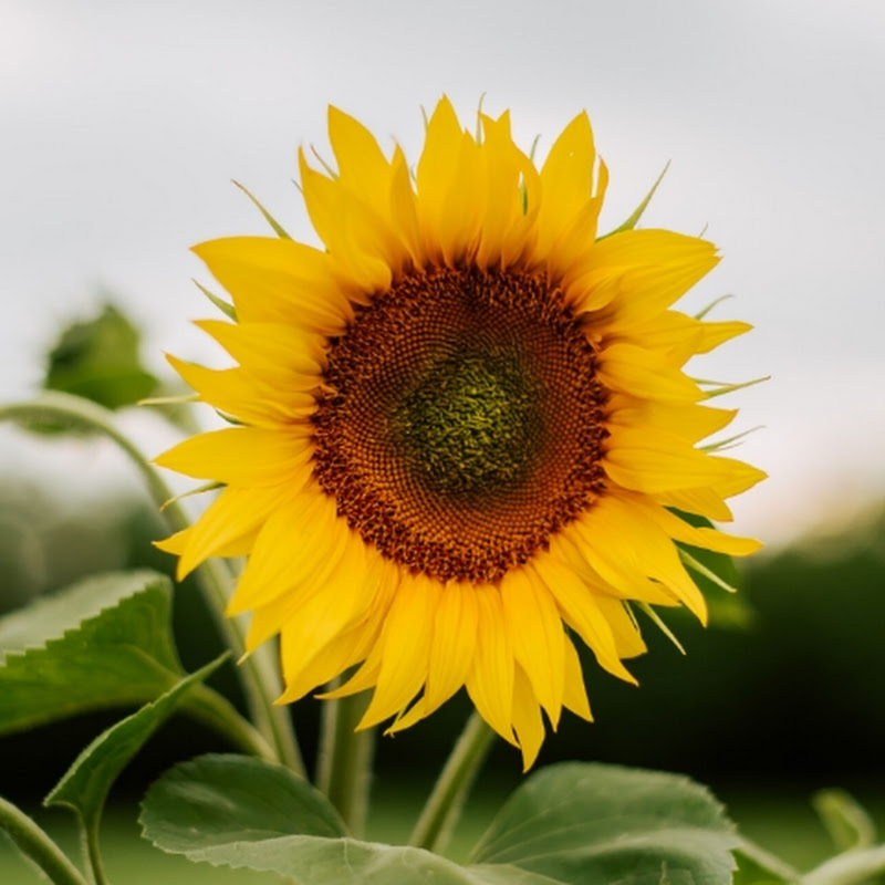 นู๋ ทิพย์ V.2