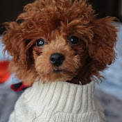 Shiloh the Toy Poodle 