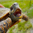 kr1maQEB5zw-channel-avatar-TortoisePower
