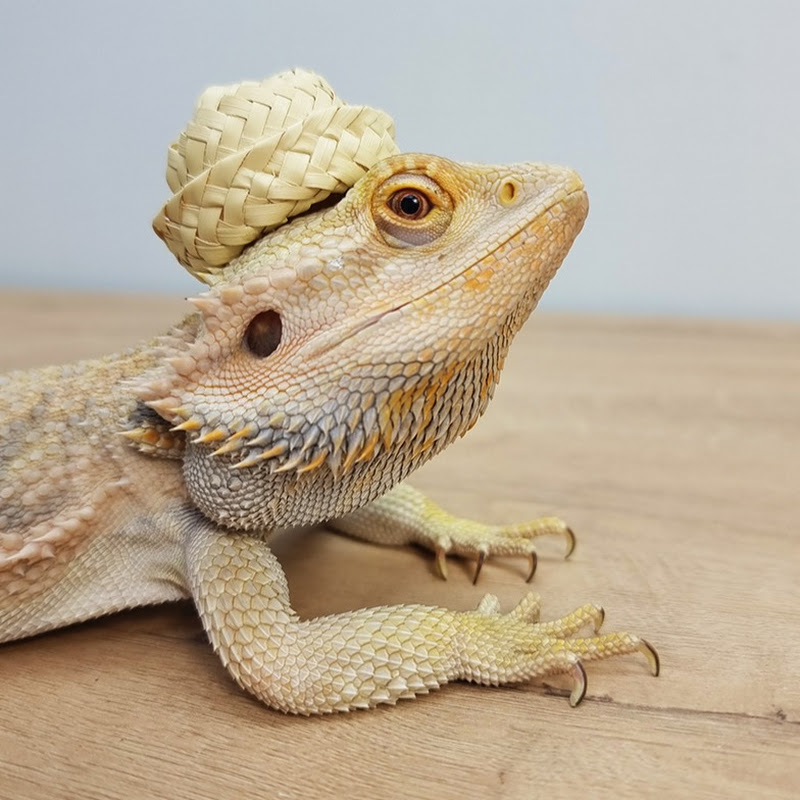 Master ZOO