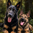 Eu51EuLfUtk-channel-avatar-Canine Trouble