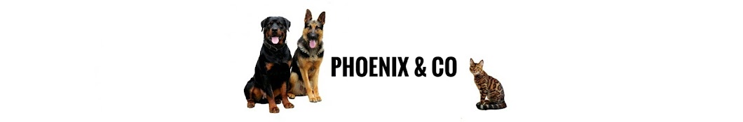 Phoenix & Co channel YouTube channel avatar