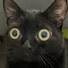 IZQe4zBez_o-channel-avatar-UnsinkableKiko