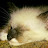 @Catkitnhappy Avatar