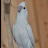 @Toti-p5x Avatar