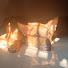 vlpjiqRPqCI-channel-avatar-Thecutiepaws369