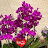 @orchid7173