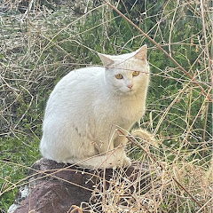 かのう