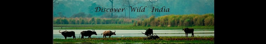 DiscoverWildIndia YouTube channel avatar