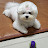@differentdog