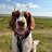 @WelshSpringerSpanielNickie