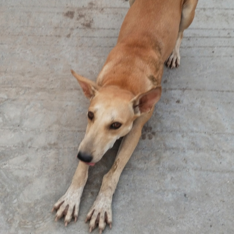 Hire Dog lover's • 20 M Views • 1 Hours ago — Funny Animal Compilations YouTube creator for sponsorships