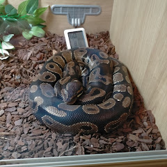 Monty the Python