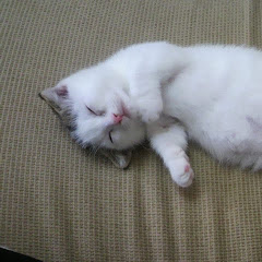 マンチカンかいちゃんねる