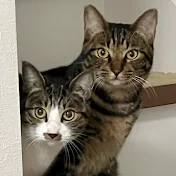 保護猫シンとテンの物語