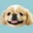 PEKINGESE ANDY CHANNEL