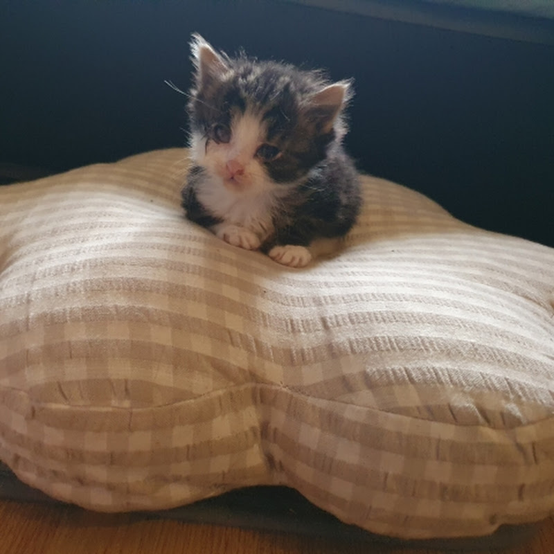 Hire Anthony Wynn — Pets & Animals YouTube creator for sponsorships