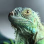 Iguana Ar logo