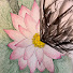 bb124sAIJVI-channel-avatar-TwoThirdsLotus