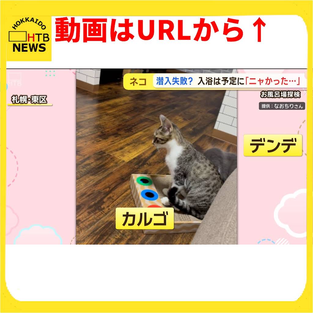 ねここねこ  YouTube