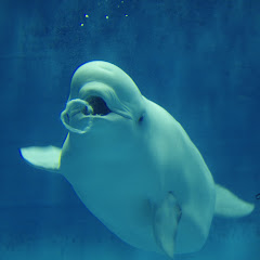 しまね海洋館アクアス　aquas shimane aquarium