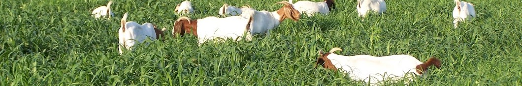 Goat Farming in India Avatar de chaîne YouTube