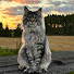 8fYG7LE7S7k-channel-avatar-Brock The Maine Coon