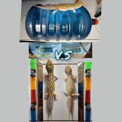 SUPER GIANT GECKOアイコン画像