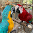 9GG0Y7isPXk-channel-avatar-Marisa and Bobby Huerlimann / Clonmoylan Aviaries