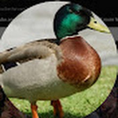 channel title