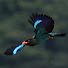 97qirA0o5Wc-channel-avatar-鳥撮り