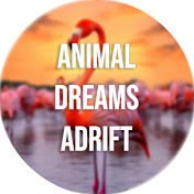 Animal Dreams Adrift